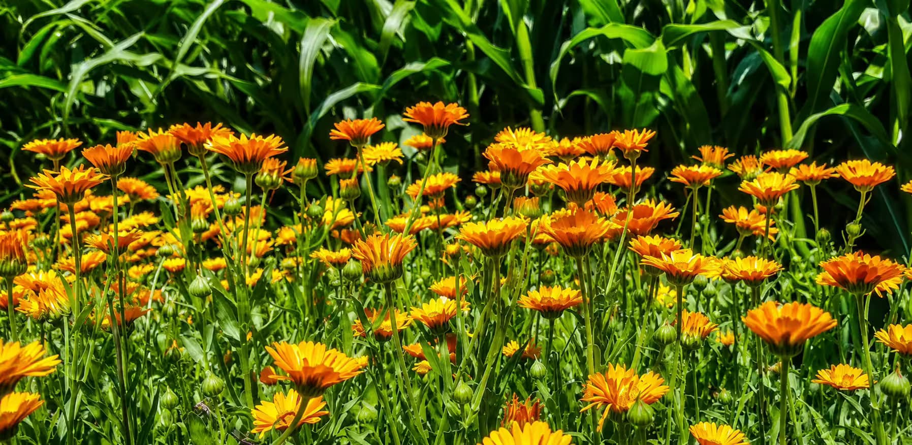 Plantes des Cévennes, farm