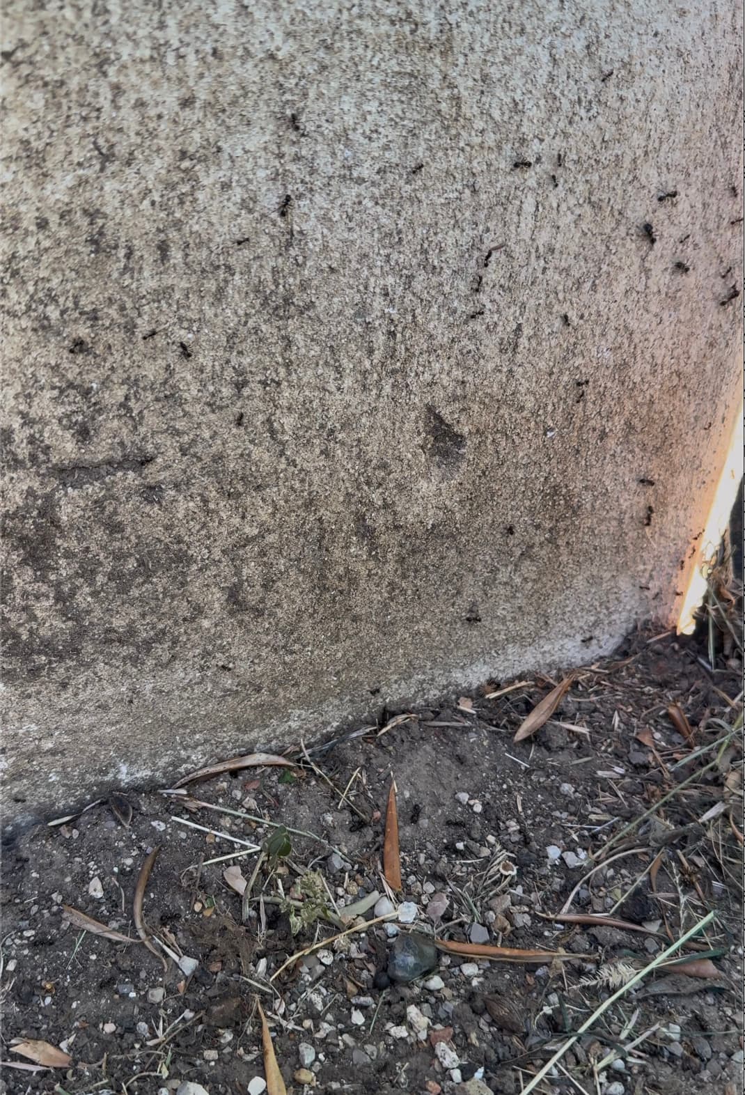 Même piste de fourmis environ 30 secondes après application du spray