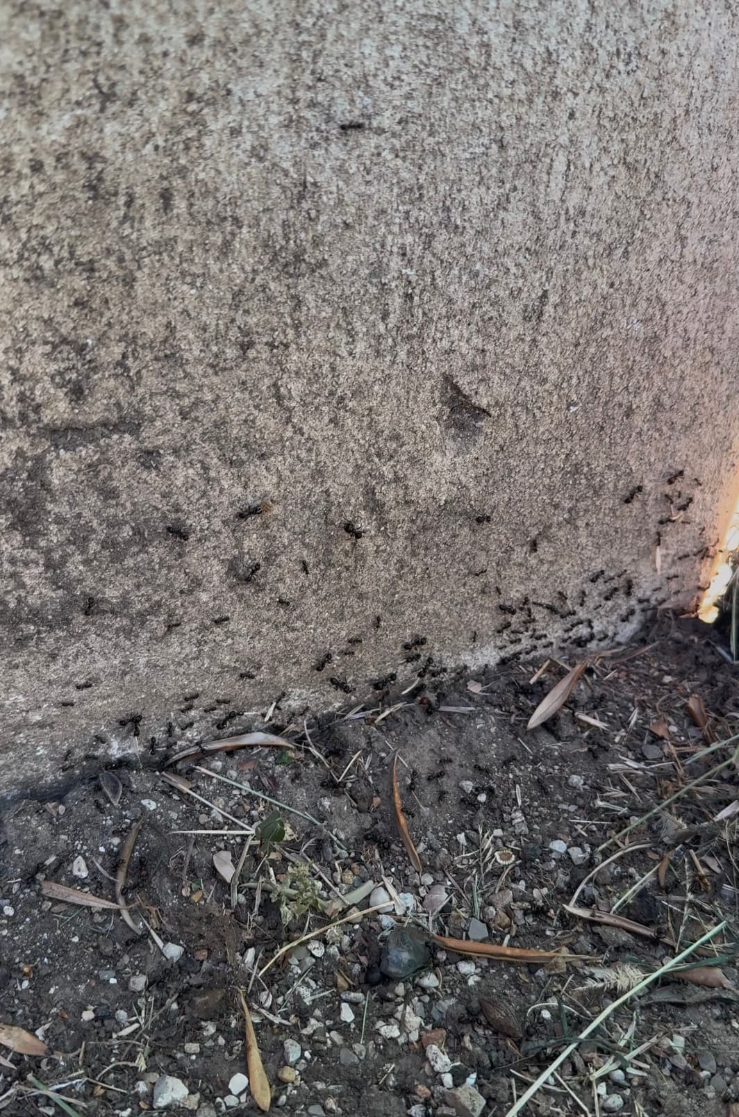 Piste de fourmis active avant application du spray