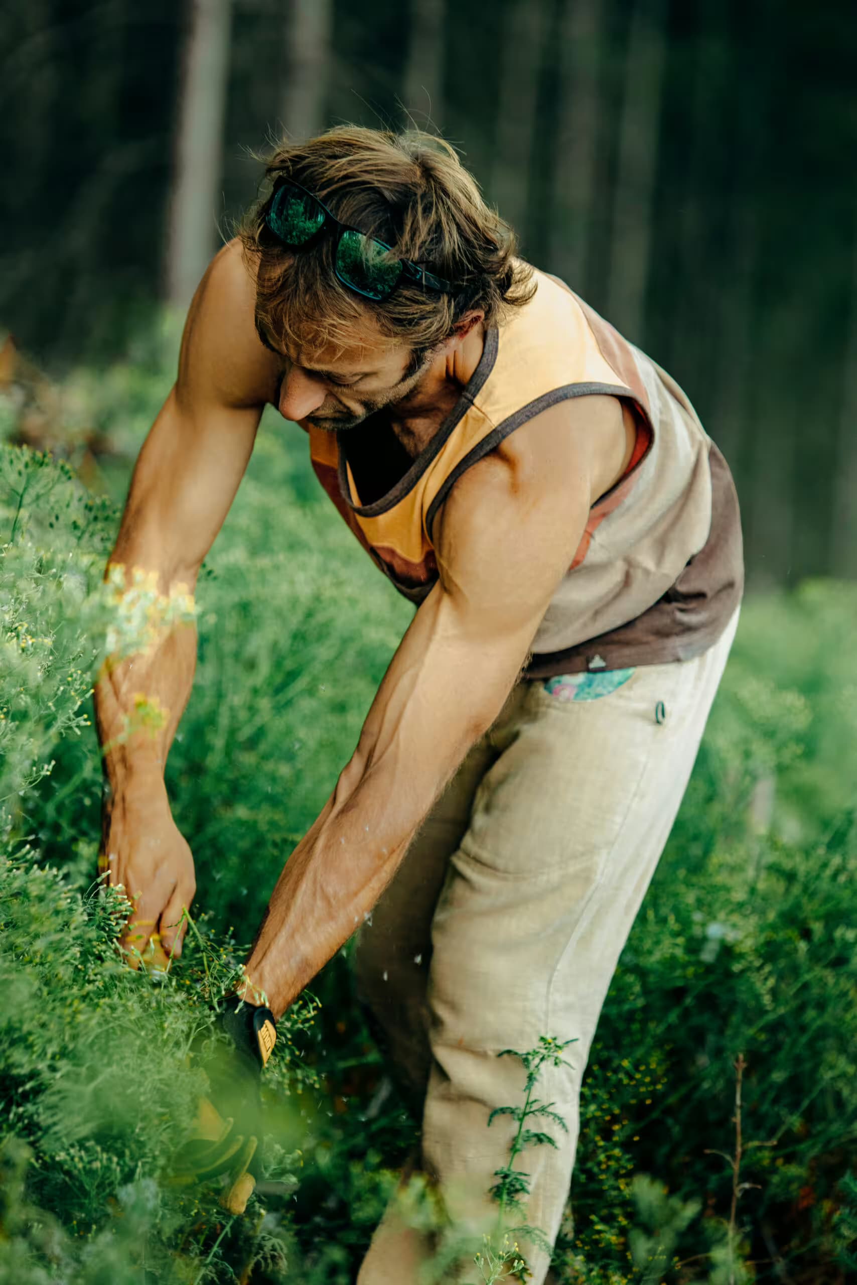 Florent Chauvin récoltant des plantes aromatiques dans les champs de Terre d’Alchimie en Auvergne